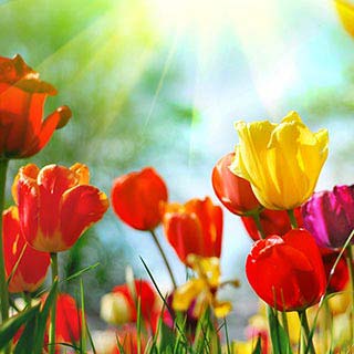 Spring Has Sprung